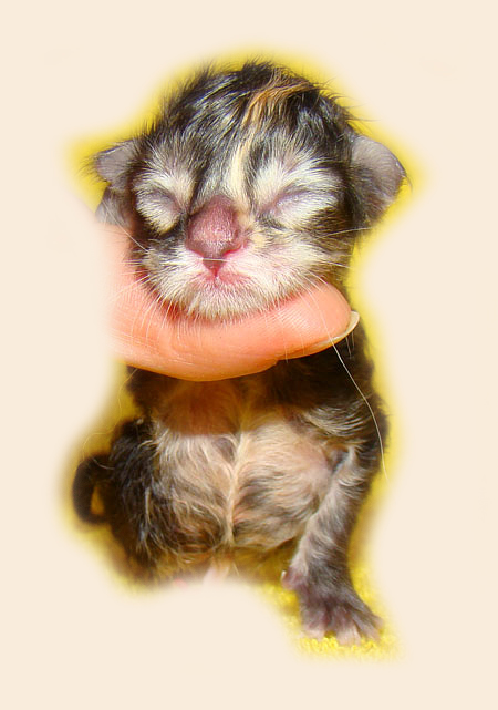     Catsvill County!   !    !       !!!    Catsvill County +7-926-544-74-09     .   ,   ,   ,    ,   ,  ,     ,   -,    ,   !